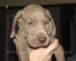 You my great dane has arthritis. Akc Registered Great Dane Puppies For Sale In Englewood Ohio Classified Americanlisted Com