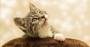 Ada pengecekan tubuh di setiap tempat, ini standar suhu tubuh normal dan cara menjaga suhu tubuh agar tetap normal yang perlu kamu ketahui! Qdnmotjmetqnjm