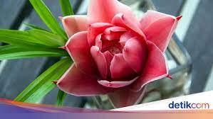 Maybe you would like to learn more about one of these? Kecombrang Si Bunga Eksotis Yang Bikin Masakan Segar Aromatik