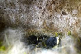 Sometimes you can find bumble bee nests in abandoned rodent burrows, under occasionally bumble bees will nest in a wall void like yellow jackets, but most of the time bumble bees are nesting under slabs, in ground. Tree Bumblebee Queen Steals Nest From Blue Tit Nurturing Nature