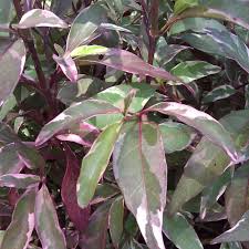 Image result for Pseuderanthemum