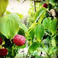 Maybe you would like to learn more about one of these? Weird Fruit Nature Trees Pantheism Photograph By Jen Palmer