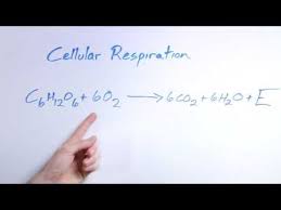 Biology Organic Chemistry What Is The Equation For Respiration Youtube Organic Chemistry Teaching Biology Organic Chemistry Study