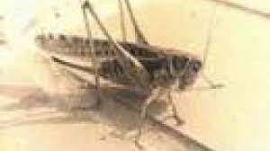 Cricket Sound Youtube