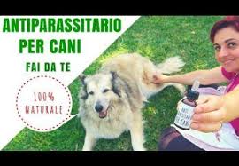 Antiparassitario Per Cani 100 Naturale Fai Da Te Fatto In Casa Da Benedetta Ricette Per Cani Cani Casette Per Cani
