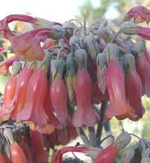 Image result for Vernonia centaureoides