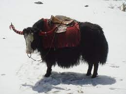 They descend from siberian sled dogs and first appeared in. Yak Safari In Sikkim In India