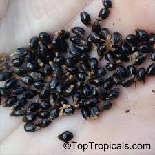 Image result for Aframomum mala