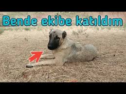 Yabani Kurt Mu Kangal Mi Youtube