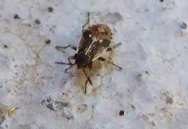 Unlike some other insects, black bugs won't transmit infectious diseases or damage fabrics and wood in your home. Probably Immature False Chinch Bugs From Arizona What S That Bug