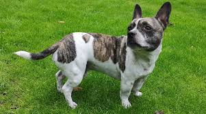 Meet the adorable master of disguise pup who goes by several aliases, the bullhuahua (a.k.a the chibull, the frencheenie, and the mexican frenchie for the. Chihuahua Mixed Breeds 20 Different Types Of Chi Pups