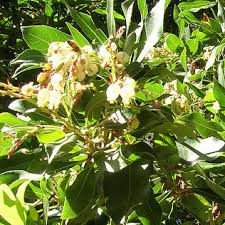 Un plant plus court est plus facile à manipuler et à positionner correctement dans son trou de plantation. Arbuste A Fleurs Blanches Liste Ooreka