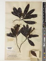 Image result for Faurea racemosa