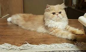 Your insta feed will never be the same again. Persian Cat Wikiwand