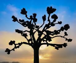 Sycamore tree vector ancient tree types of leaves with names different types of trees sycamore sycamore tree isolated sycamore tree white background walnut tree vector silver maple sycamore bark. Pruning Sycamore Trees How To Prune A Sycamore Tree