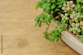 Image result for Crassula expansa