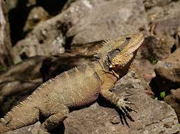 australian water dragon brown crest eastern water dragon intellagama lesueuri lizard reptile rocks species wil lizard eastern bearded dragon reptiles
