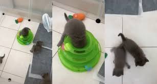 Rawat anak kucing cirit birit. Sl5dnt7s8iwifm