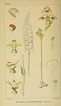 Image result for Disperis thomensis
