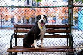 Rescue dogs rock nyc (shelter #1179980) x new york county po box 101 gracie station, new. Social Tees Animal Rescue
