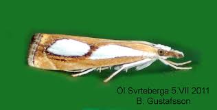 Image result for Catoptria pinella