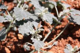 Image result for Acalypha caperonioides