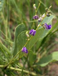 Image result for Neorautanenia