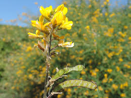 Image result for Adenocarpus