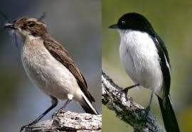Burung decu kembang little pied flycatcher is a species of bird in the family muscicapidae. Facebook