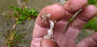 Maybe you would like to learn more about one of these? Experiments On Possible Stone Age Glue Types Exarc