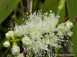 Image result for Melaleuca leucadendron