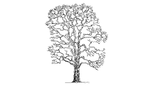 Autocad Drawing Old Tree Without Leaves Trunk Branches Leafless Dwg