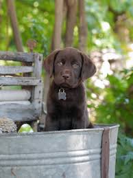 Located south of eugene, oregon, we breed akc labrador retriever puppies and offer chocolate and yellow stud service. Trident Manor Kennels