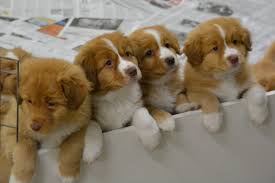 The nova scotia duck tolling retriever has a charming character and size, characteristics that make it not only a perfect dog for city life but also a bit more original than its retriever cousins, the labrador retriever and golden retriever. Buying A Toller Puppy Nova Scotia Duck Tolling Retriever Club Of Canada