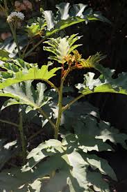 Image result for Solanum chrysotrichum