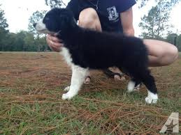 Akc smooth and rough collie puppies offered for sale. Border Collie Breeders Ga Dogs Breeds And Everything About Our Best Friends