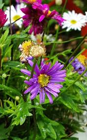 Image result for Senecio purpureus