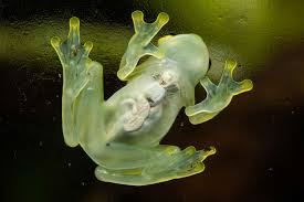 Image result for glass frog