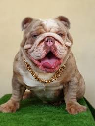 The cost of an english bulldog depends not only on the color, age, breed, quality, gender, and bloodline but also on other aspects as well common colored breeds are a little cheaper at $3000 to $4500 while a rare colored one like chocolate, blue or lilac could cost you upwards of $5000. English Bulldog Lilac Tri Merle Import Stud Legend Business Services Others On Carousell