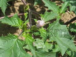 Image result for durman obecný plod