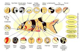 fish disease index prevention and detection aquarium advice