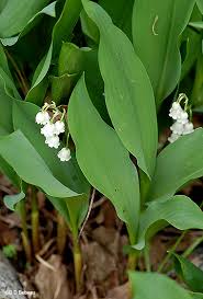 Hardy, shade plants and flowers bring beautiful blooms even to those parts of your backyard that receive little light. European Lily Of The Valley Convallaria Majalis L Var Magalis