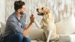 Resultado de imagen para perros y humanos