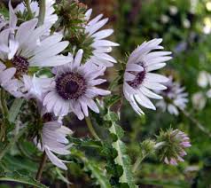 Image result for Berkheya speciosa
