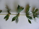 Image result for Fadogia variifolia