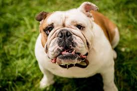 A bloody and dangerous sport with. Cancer Misdiagnosis May Be Common In English Bulldogs