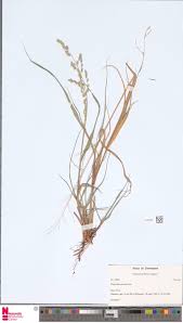 Image result for Brachyachne patentiflora