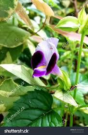 Image result for Linderniaceae