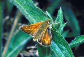 Image result for Ochlodes sylvanus