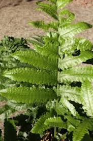 Image result for Pneumatopteris